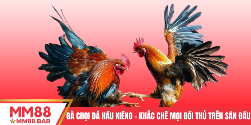 Gà chọi đá hầu kiềng - Khắc chế mọi đối thủ trên sàn đấu